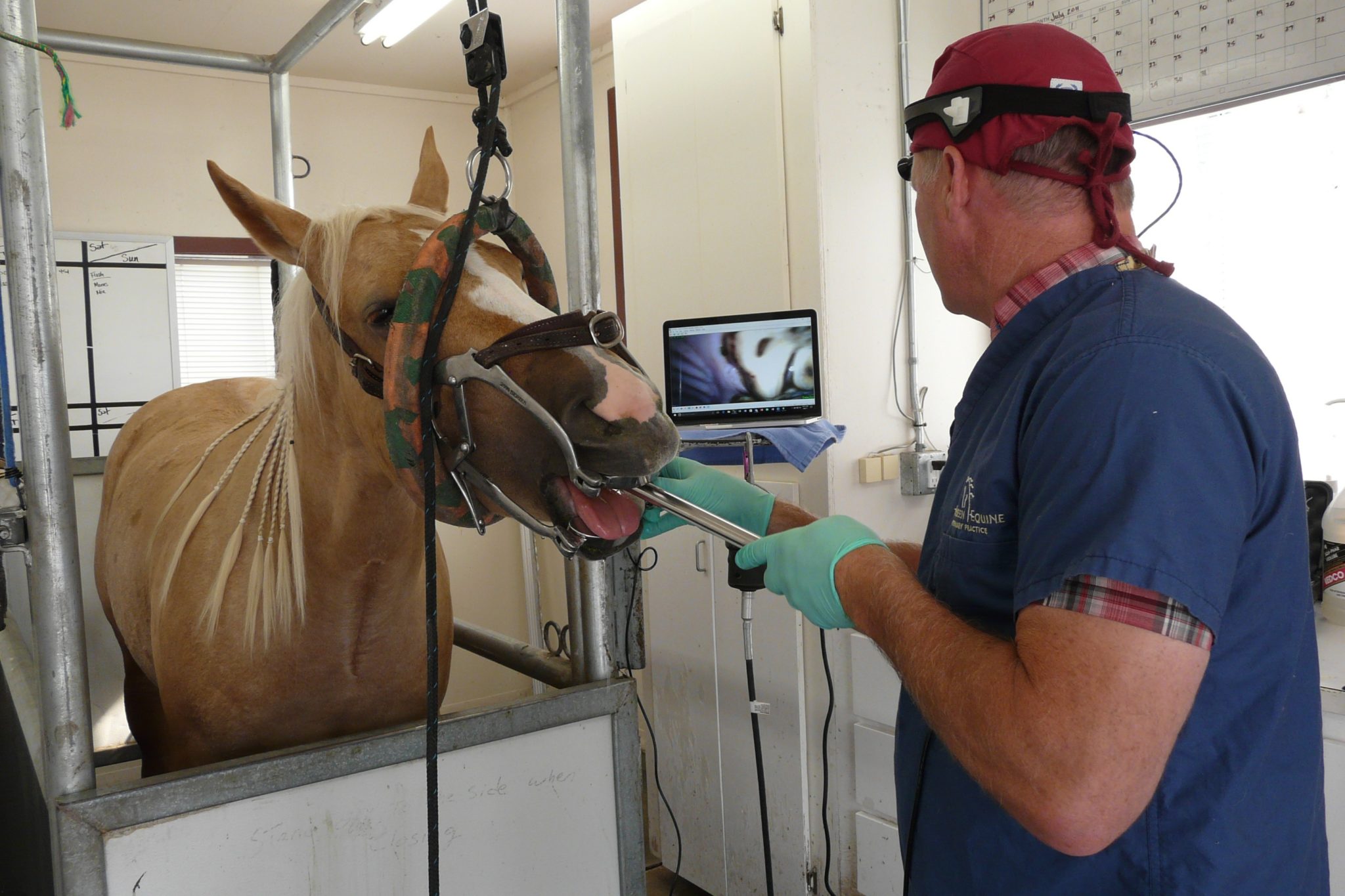 Equine Dental Products Vetel