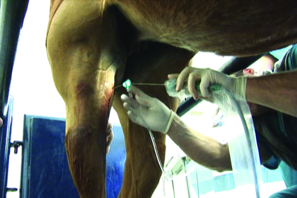 NeedleView Arthroscope in use - standing stifle