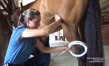 Using Equipulse on the hock of a horse.
