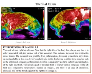 thermal exam torso