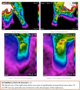 thermal images tarsus and metatarsus