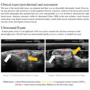 Ultrasound exam