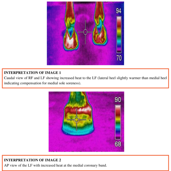 Thermography Case Study Two Equine Patients Vetel