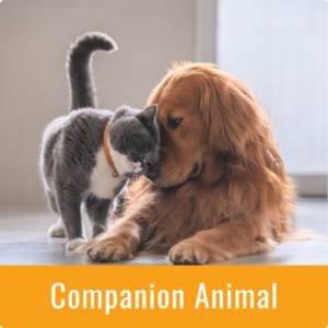 Companion Animal