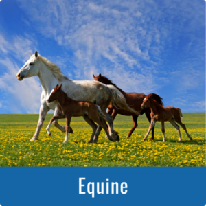 Equine