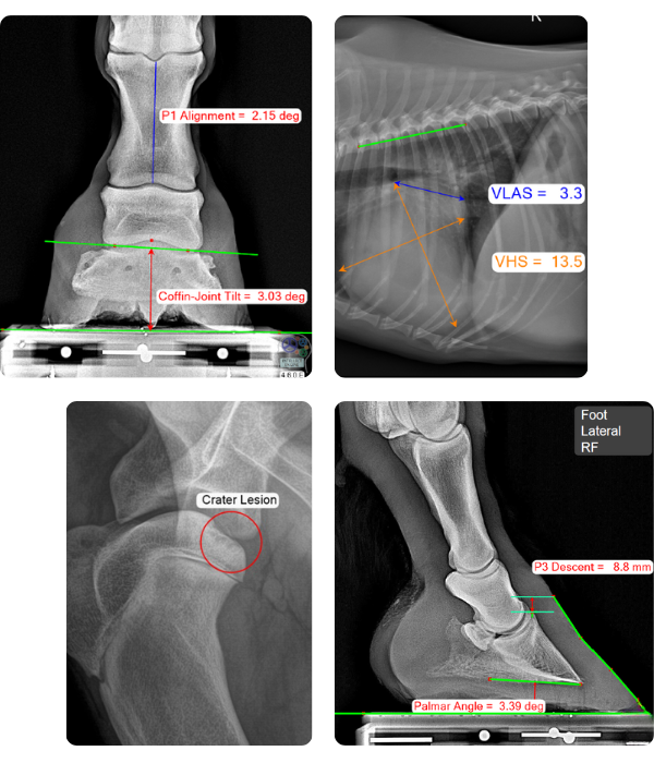 clinical radiographic images with anatomic measurements