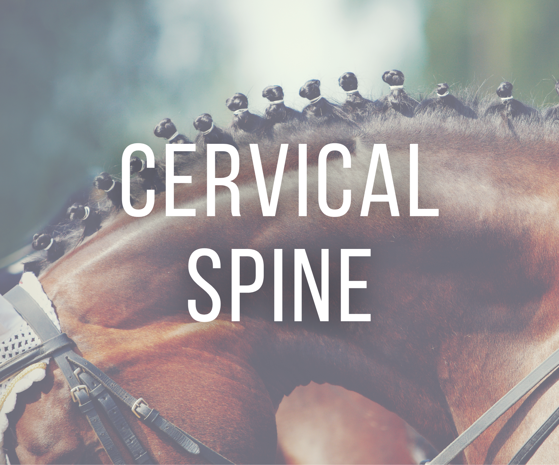 cervical spine