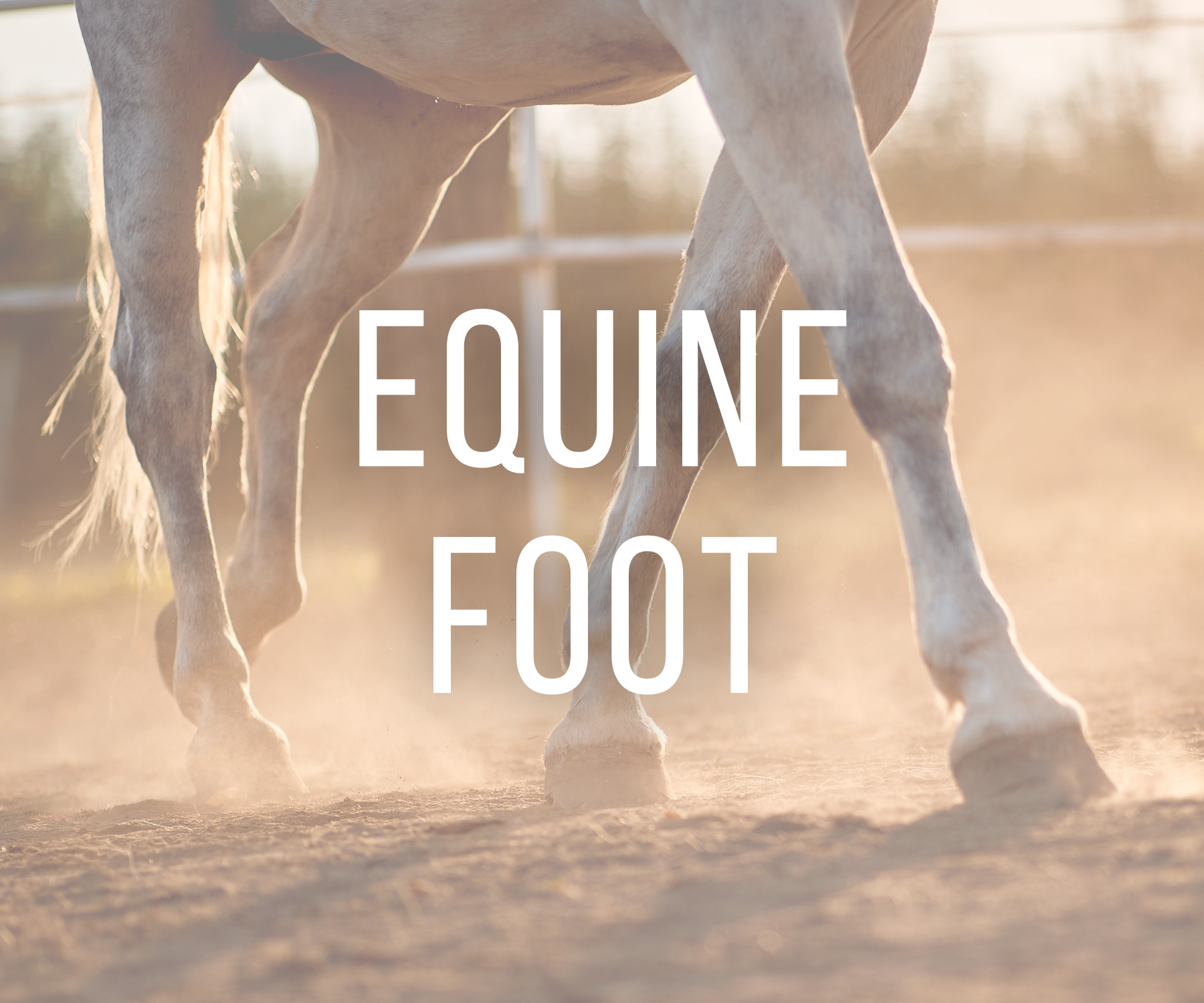 equine foot